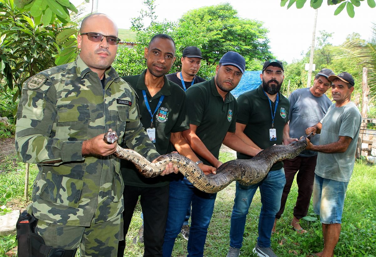 Agentes da Guarda Municipal Ambiental de Nova Iguaçu realizaram, nesta quinta-feira (24), a soltura de uma cobra jiboia na área de proteção ambiental de Tinguá. O animal, de 2,5m, foi resgatado na casa de um morador da Rua do Jordão, no bairro de Nova Brasília, próximo de uma área rural. A cobra, não venenosa, foi encontrada em boas condições de saúde e sem sinais de ferimentos.