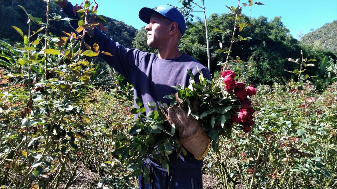 O Governo do Estado do Rio, por meio da Secretaria de Agricultura, Pecuária e Abastecimento, vem fortalecendo a floricultura fluminense com ações de incentivo à produção e comercialização. Com os bons resultados, especial neste domingo (11/05), Dia das Mães, uma das datas consideradas mais importante para o setor, a expectativa é de um aumento de até 8% nas vendas de flores em relação ao ano anterior.