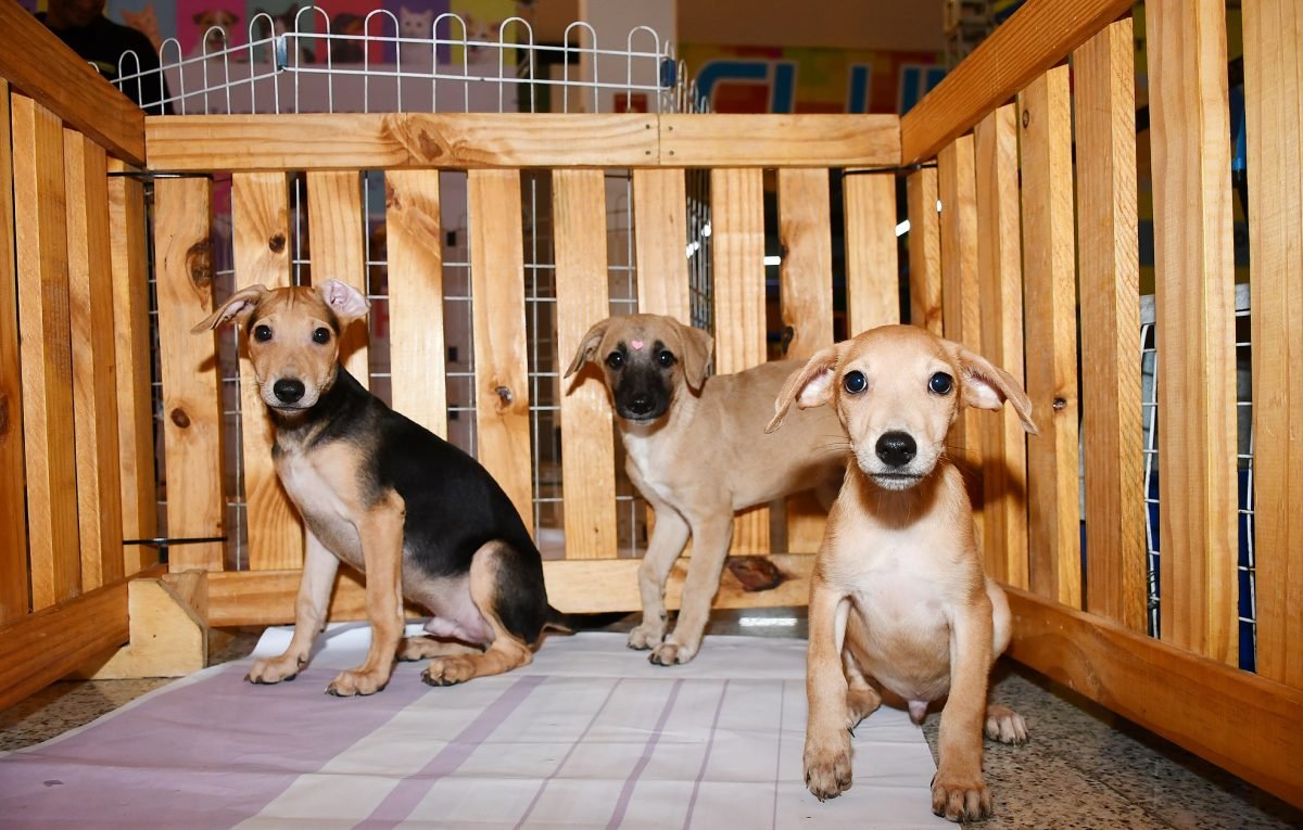 A Prefeitura de Nova Iguaçu tem um novo parceiro na luta pela causa animal. Neste sábado (10), o Shopping Nova Iguaçu abre as portas para a Feira Municipal de Adoção de Cães e Gatos, a primeira no centro comercial e a quarta promovida pelo município em 2025. Desta vez, 30 animais de estimação estarão disponíveis para adoção responsável, sendo 18 cães e 12 gatos. As edições anteriores aconteceram no Top Shopping e somaram 37 adoções.