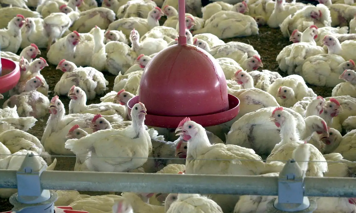 Por questões contratuais, a exportação de aves para a China é suspensa quando há ocorrências desse tipo,