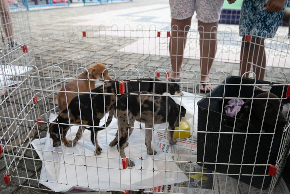 A Prefeitura de Mesquita, por meio da Secretaria Municipal de Saúde, realiza neste domingo (25) a primeira feira de adoção de animais de 2025. A ação acontece das 9h às 12h, na Praça Elizabeth Paixão, promovendo a adoção responsável e conscientizando a população sobre os cuidados com cães e gatos.