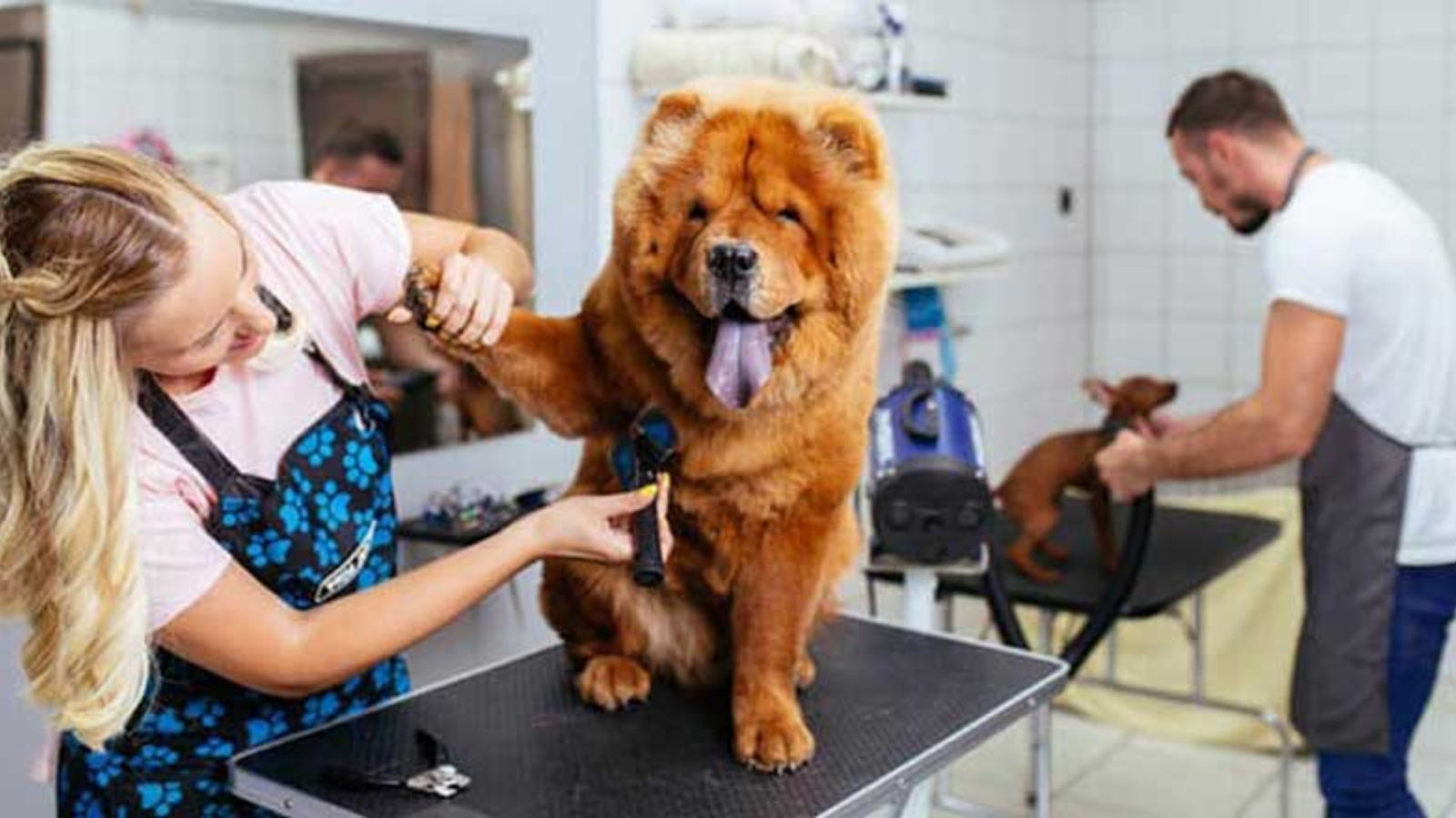 A Comissão de Defesa do Consumidor da Câmara dos Deputados aprovou o Projeto de Lei 1455/24, que regulamenta as atividades profissionais de banhista, tosador e esteticista de animais domésticos. De autoria do deputado Fábio Teruel (MDB-SP), o texto também estabelece critérios para o funcionamento de petshops. Fonte: Agência Câmara de Notícias